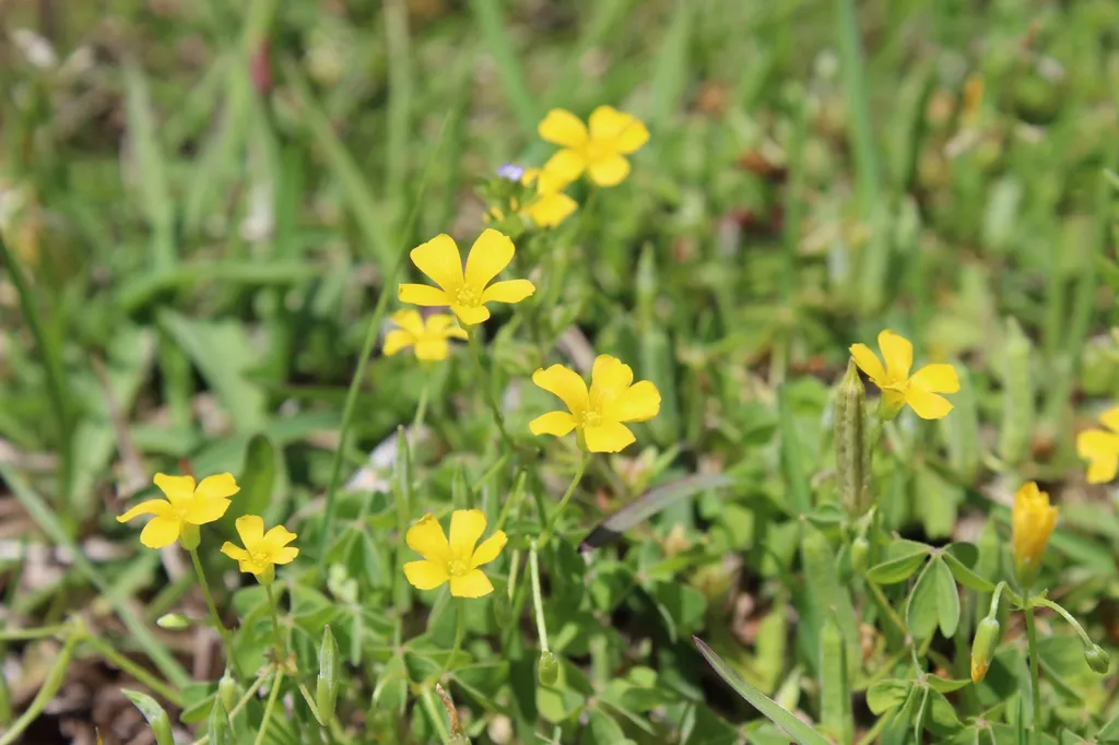 Yellow wood sorrel: Flowers