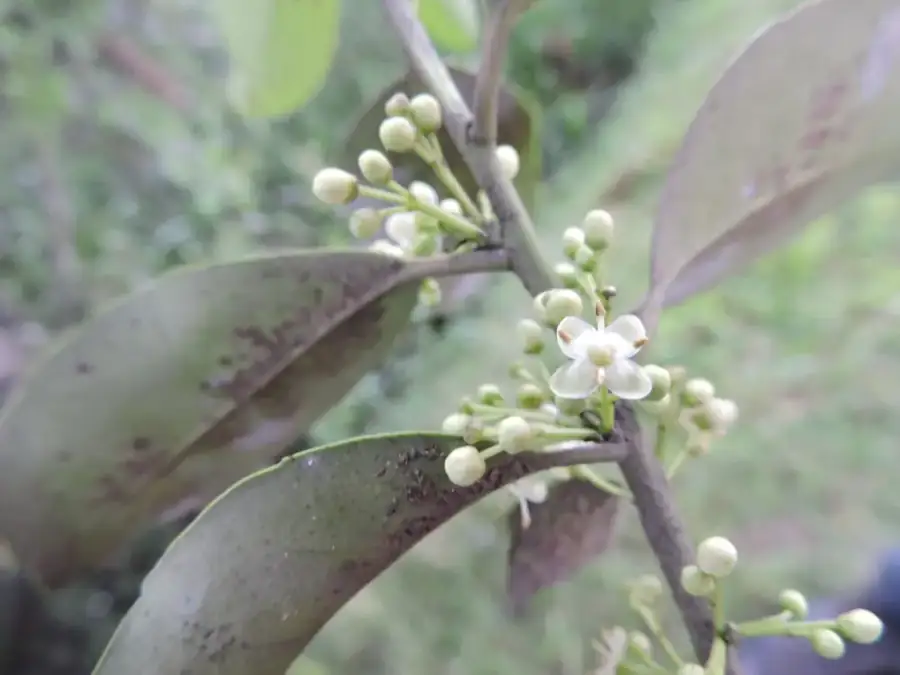 Yerba mate: Flower buds and leaves.