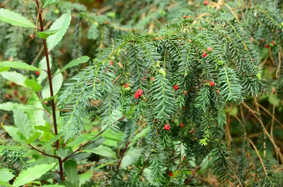 European yew: Red arils.