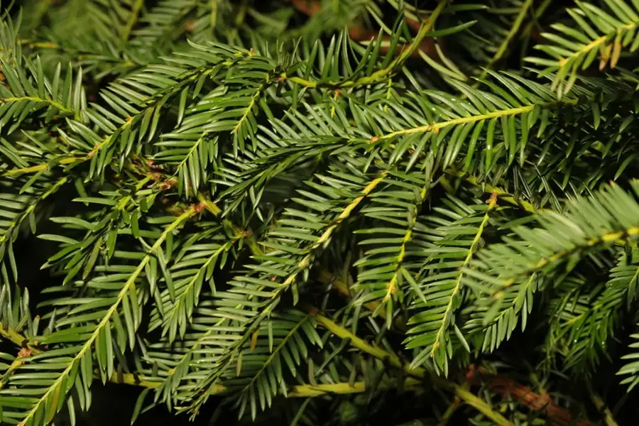 European yew: Flat needles.